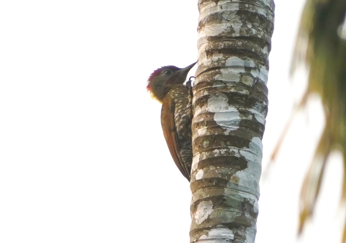 Lesser Yellownape - ML647552038