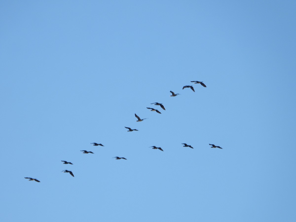 Great Cormorant - ML647552039