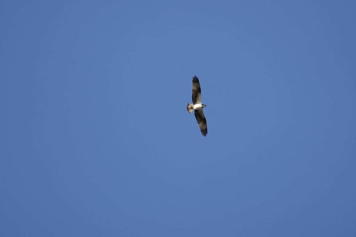 Скопа західна - ML647552042