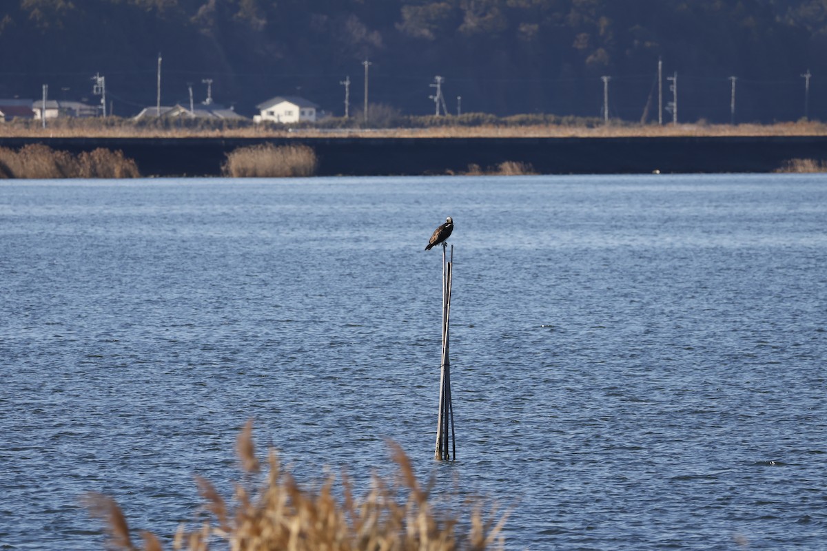 Скопа західна - ML647552056