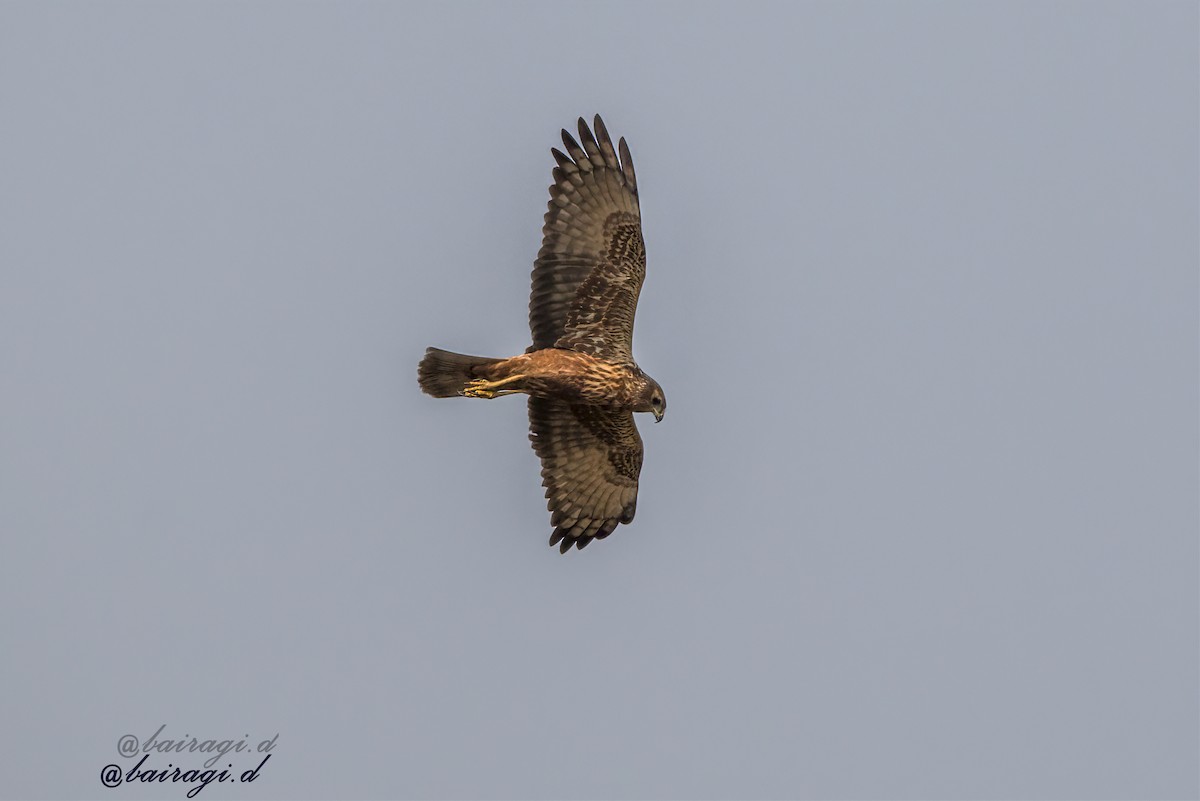 Eastern Marsh Harrier - ML647552059