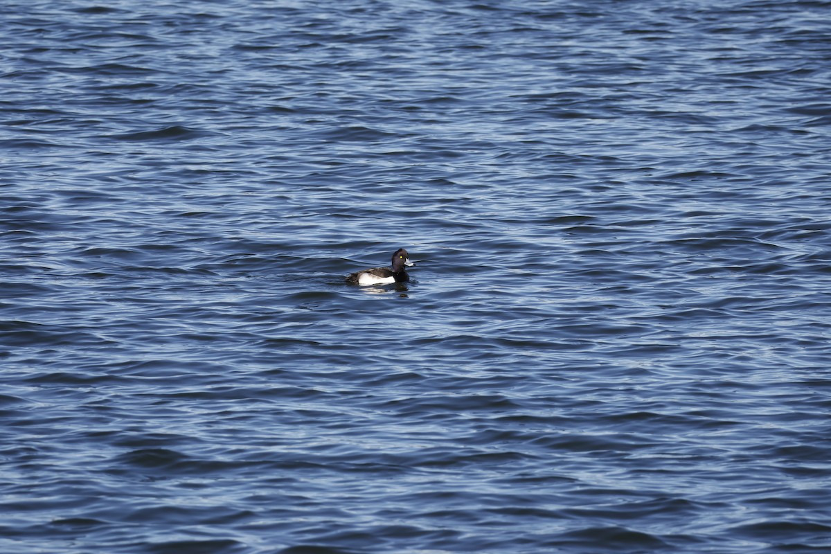 Чернь чубата - ML647552068