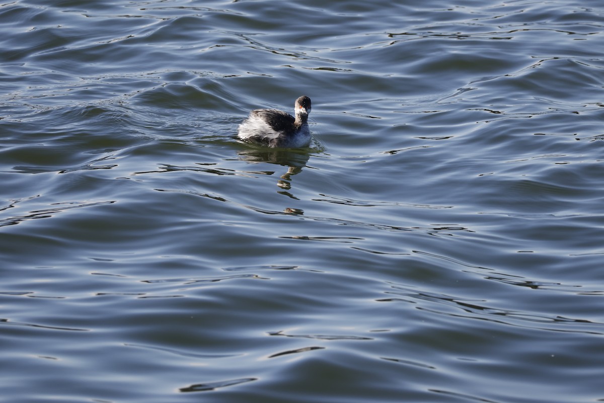 Пірникоза чорношия - ML647552078