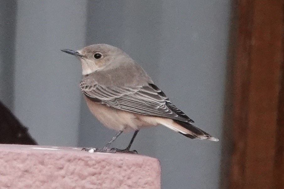 Collalba Monje - ML647552089