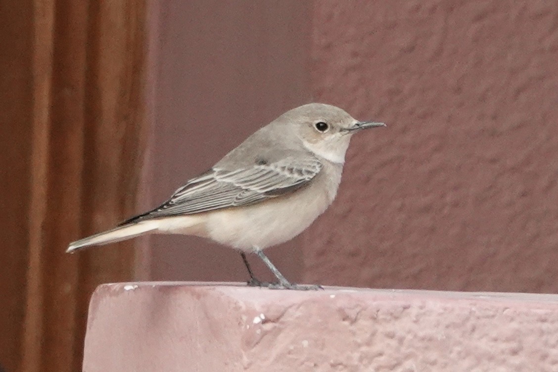 Collalba Monje - ML647552090