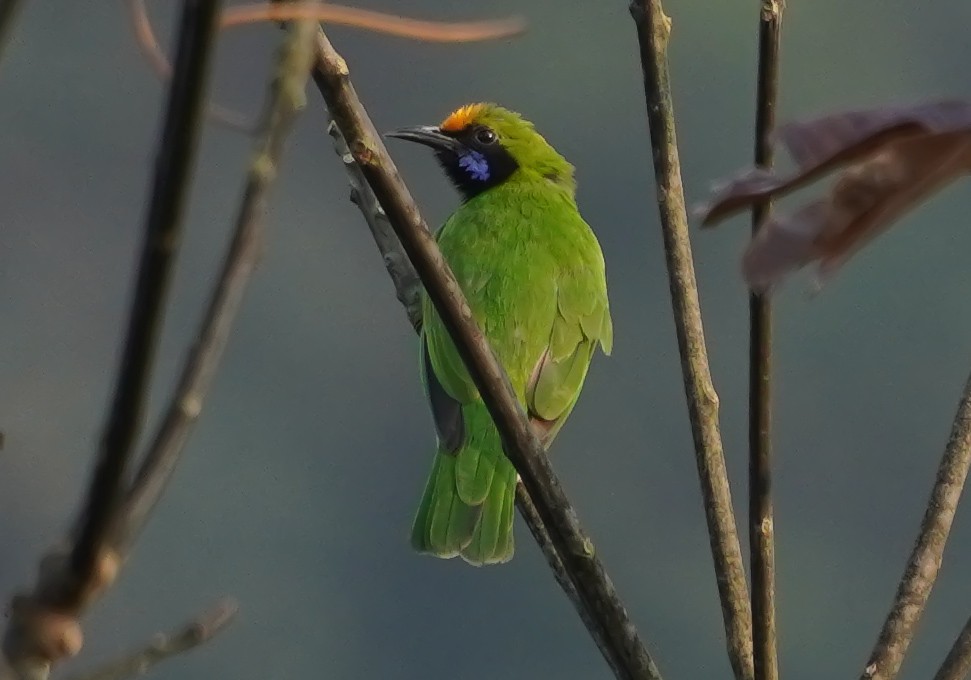 Золотолобая листовка - ML647552095