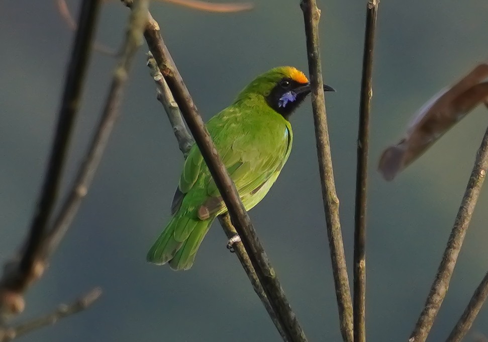 Золотолобая листовка - ML647552097