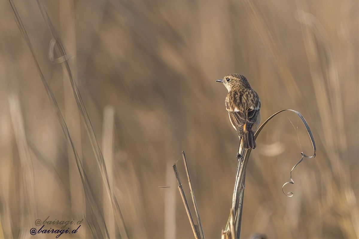 Siberian Stonechat - ML647552106