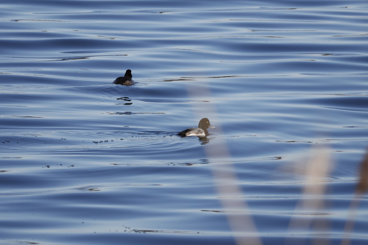 Чернь морська - ML647552117