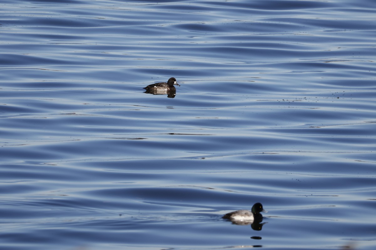 Чернь морська - ML647552120