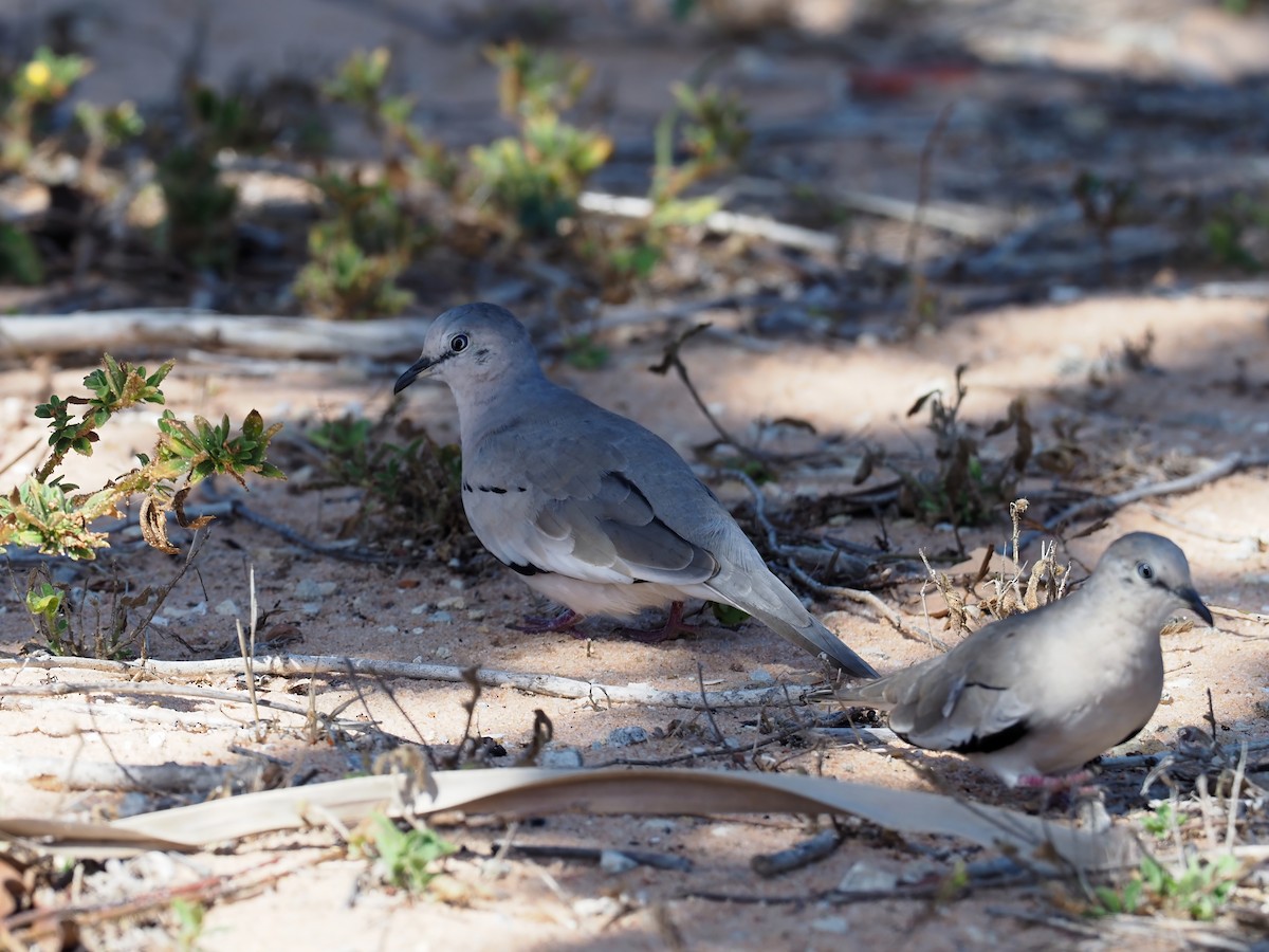 Picui Ground Dove - ML647552123
