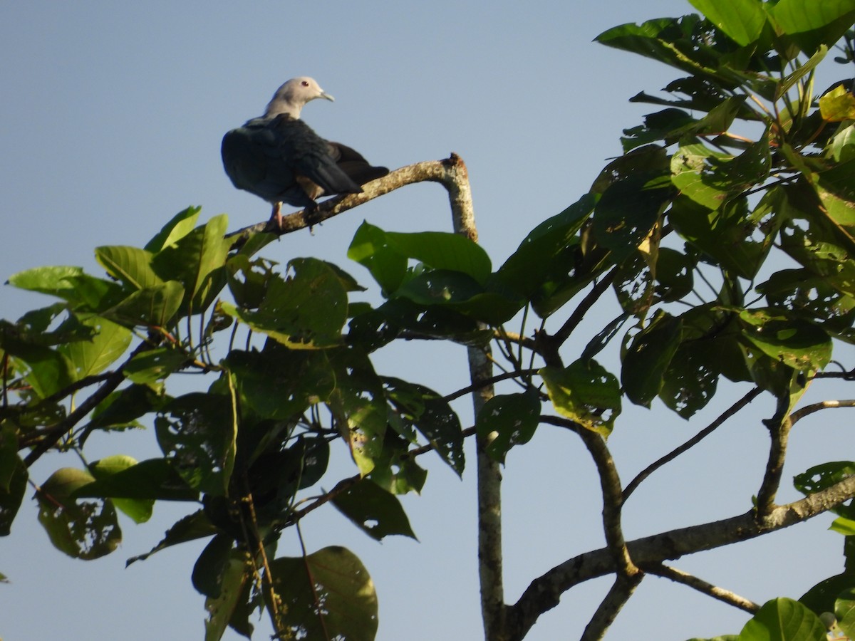 Green Imperial-Pigeon - ML647552124