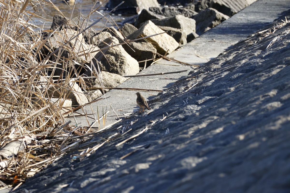 Щеврик японський - ML647552131