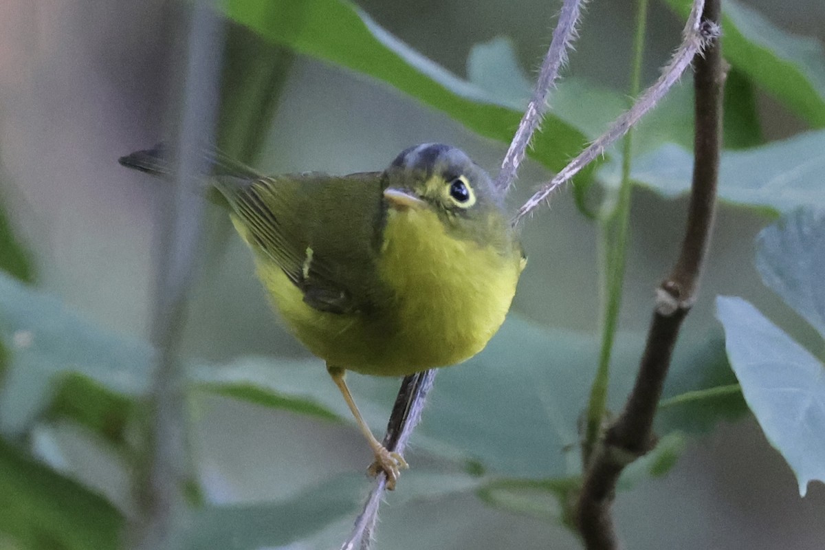 White-spectacled Warbler - ML647552140