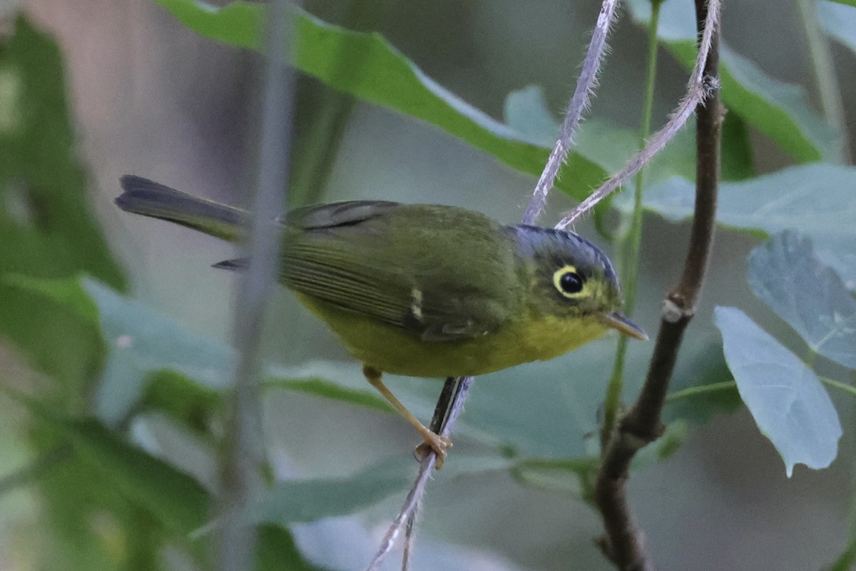 White-spectacled Warbler - ML647552141