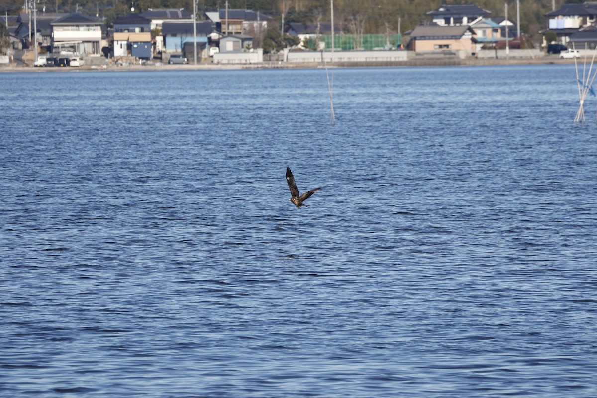 Шуліка чорний - ML647552146