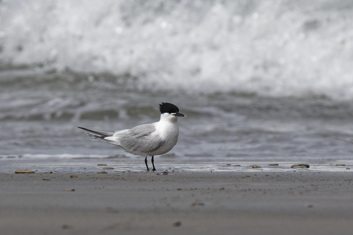 שחפית שחורת-מקור (אירואסייתית) - ML647552151