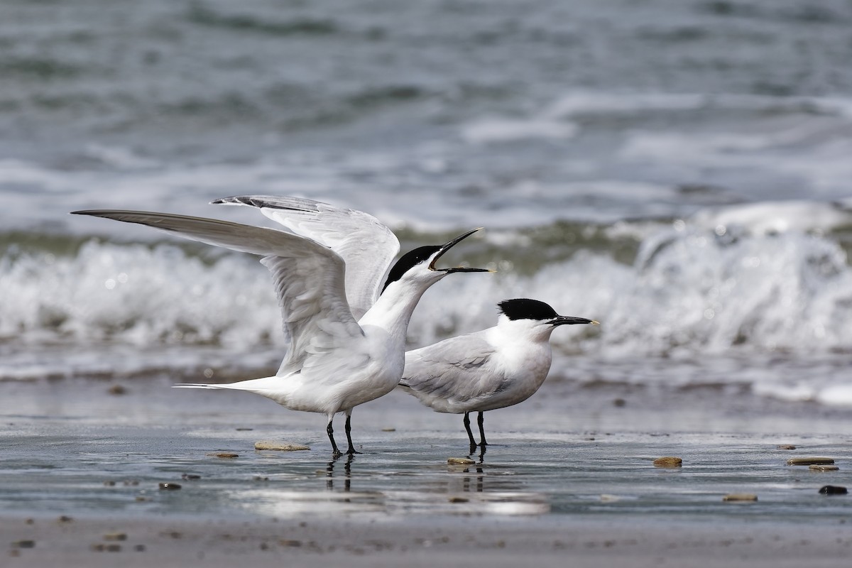 שחפית שחורת-מקור (אירואסייתית) - ML647552152