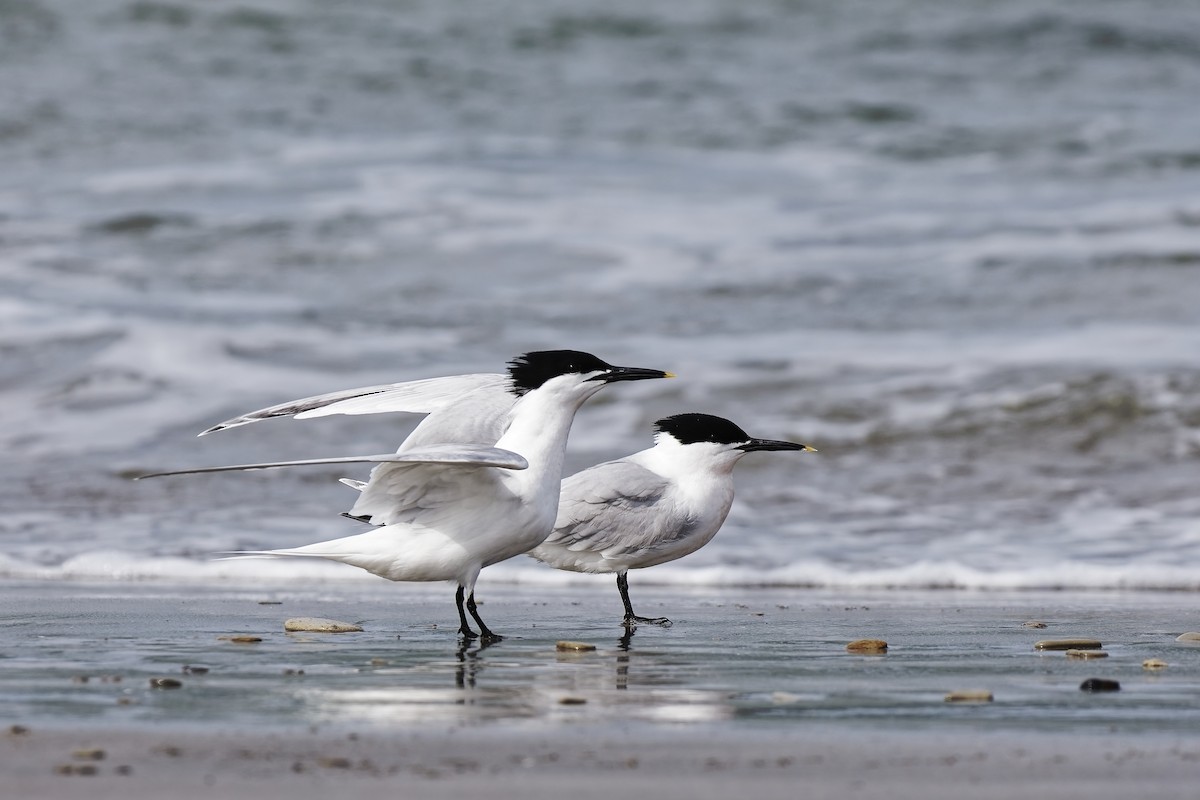 שחפית שחורת-מקור (אירואסייתית) - ML647552156