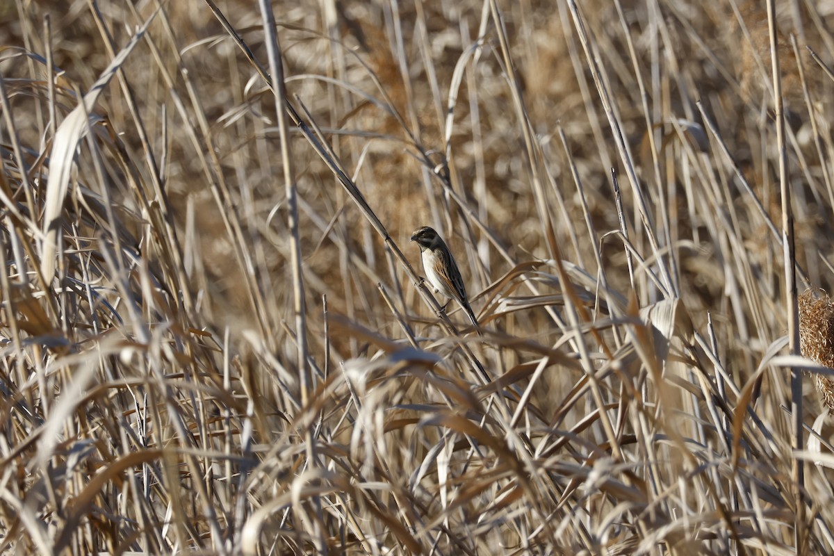 Вівсянка очеретяна - ML647552159