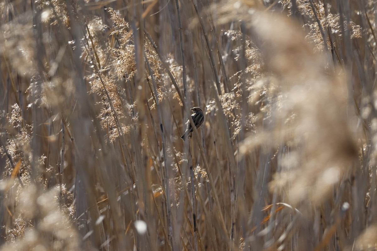 Вівсянка очеретяна - ML647552160