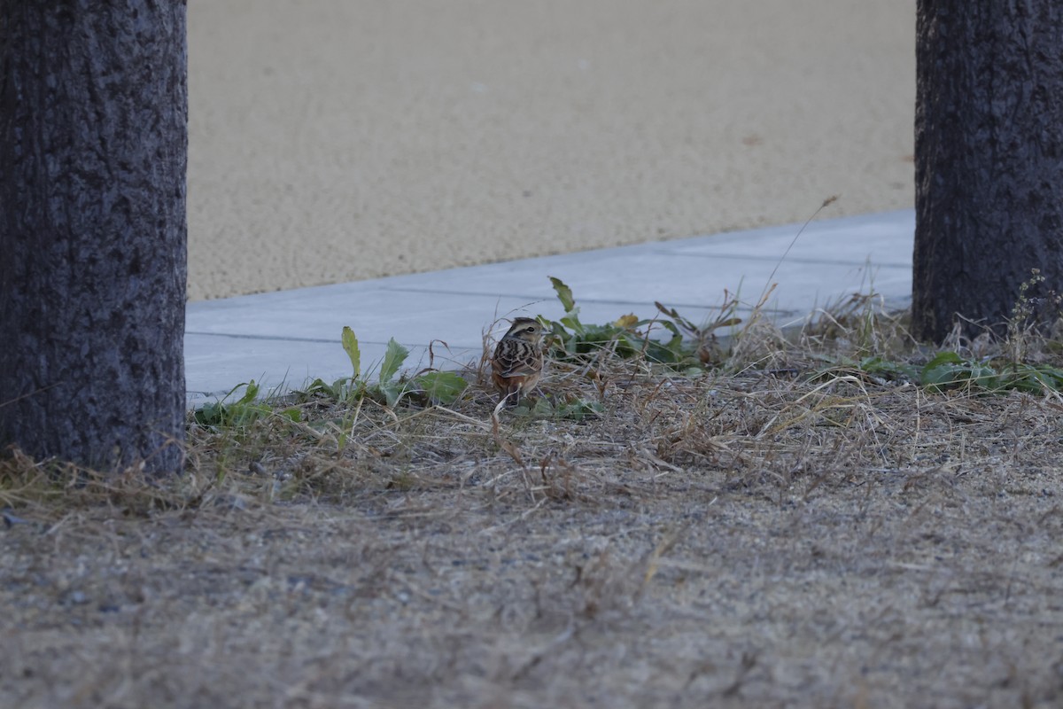 Вівсянка чорновуса - ML647552166