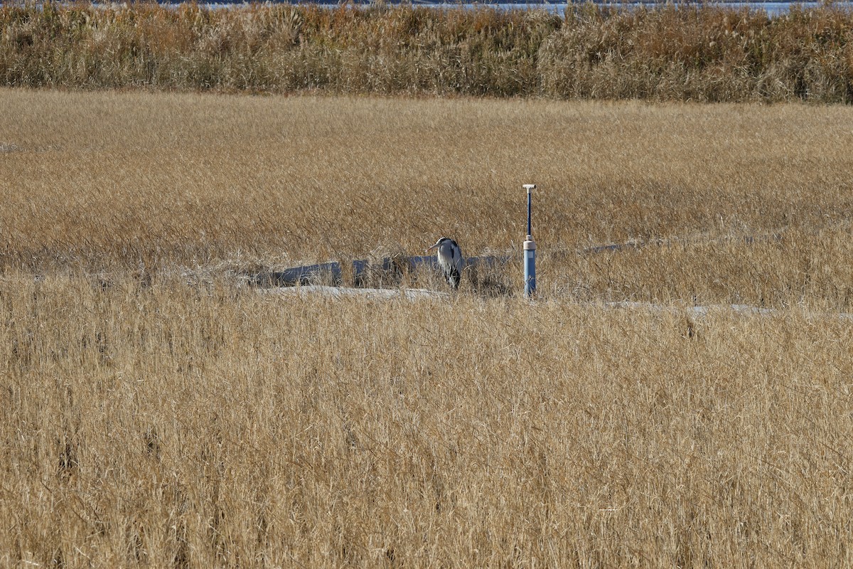 Чапля сіра - ML647552172