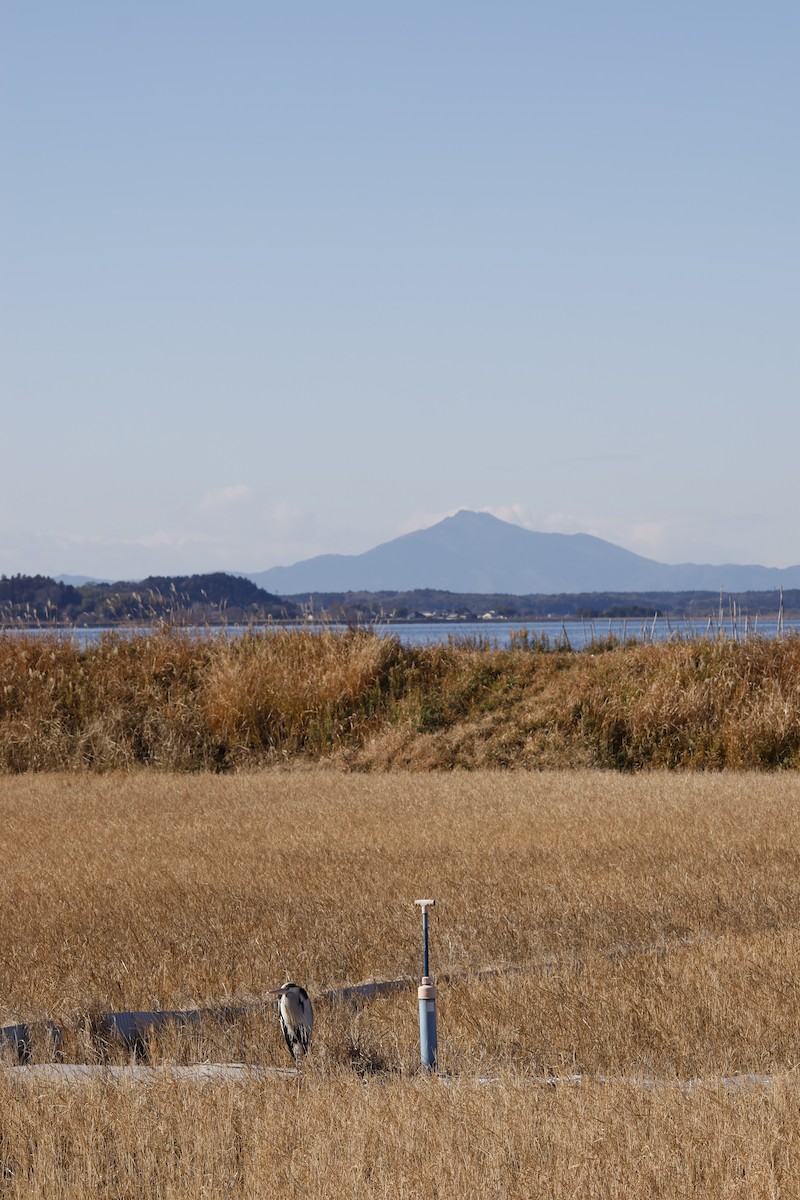 Чапля сіра - ML647552173