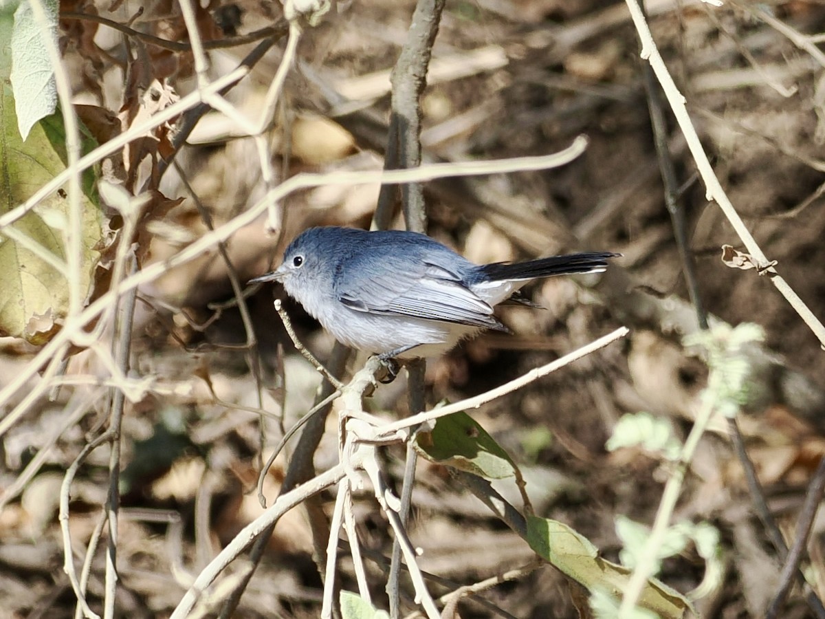 Комароловка сиза - ML647552184