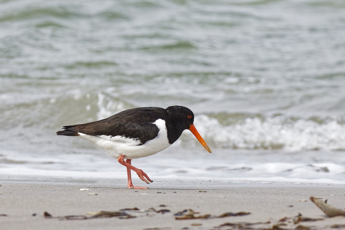 שלצדף החוף - ML647552187