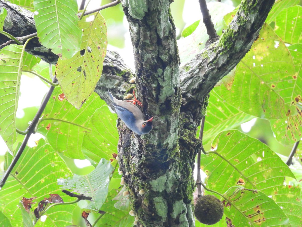 Velvet-fronted Nuthatch - ML647552191