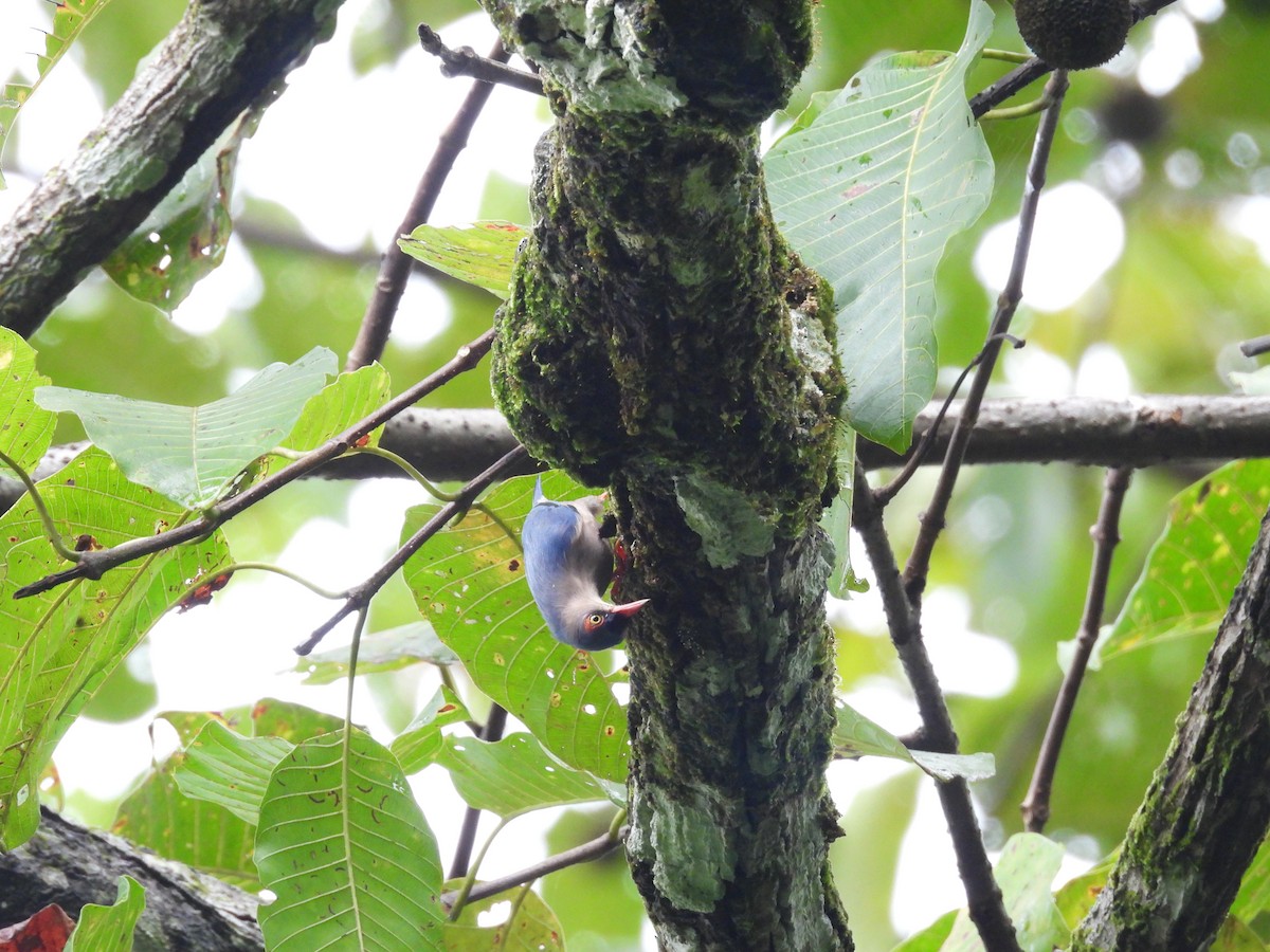 Velvet-fronted Nuthatch - ML647552192