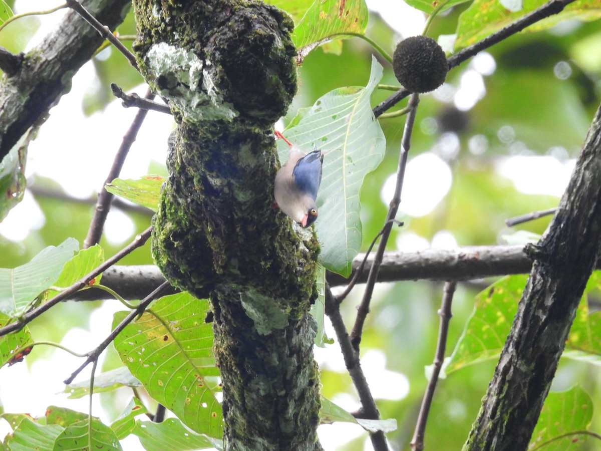 Velvet-fronted Nuthatch - ML647552193