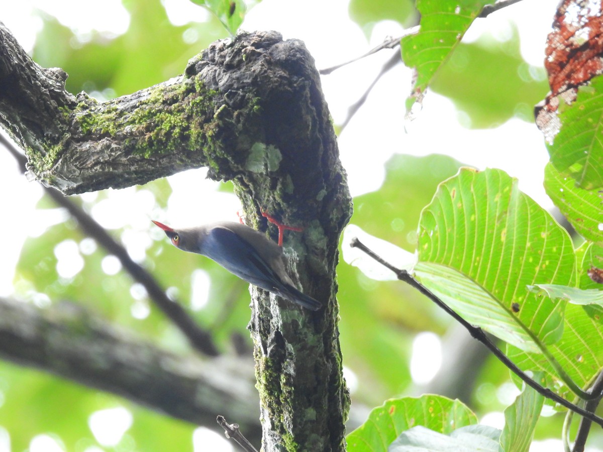 Velvet-fronted Nuthatch - ML647552194