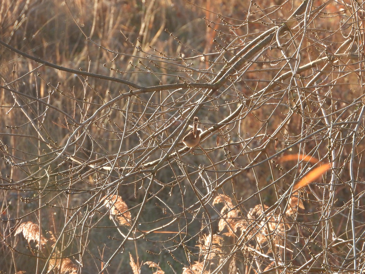 Cetti's Warbler - ML647552212