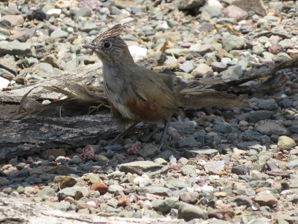 topptapakulo - ML647552214