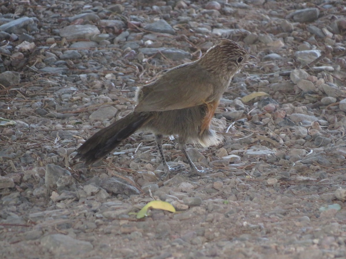 topptapakulo - ML647552215