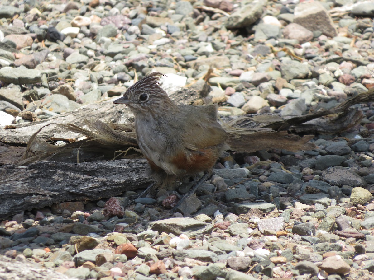 topptapakulo - ML647552216