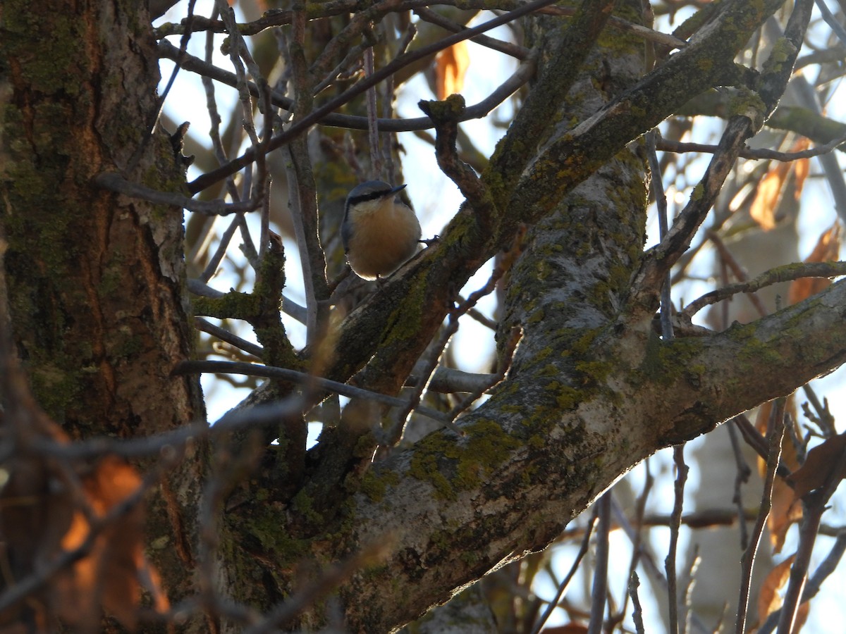 Eurasian Nuthatch - ML647552221