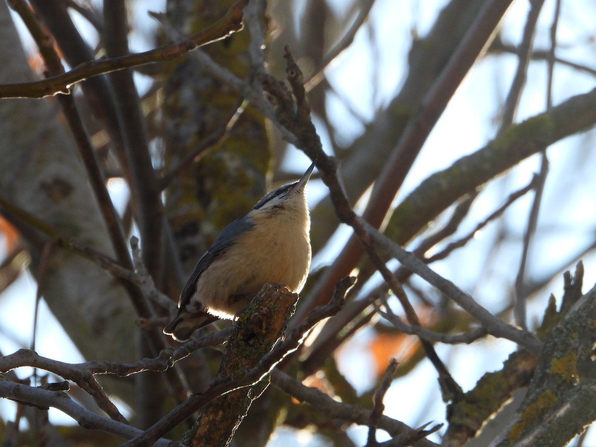 Eurasian Nuthatch - ML647552222