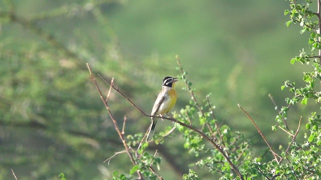 Somali Bunting - ML647552232