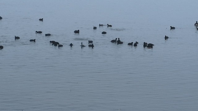 American Coot - ML647552254