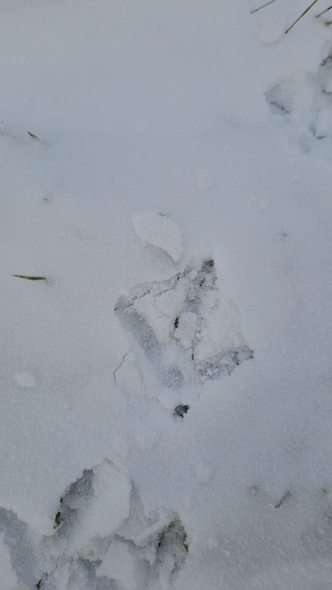 tetřev hlušec - ML647552258