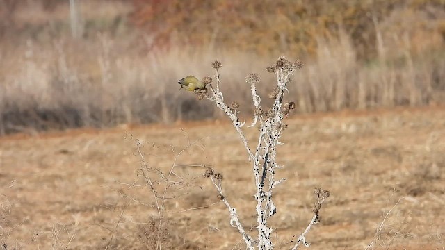European Greenfinch - ML647552293