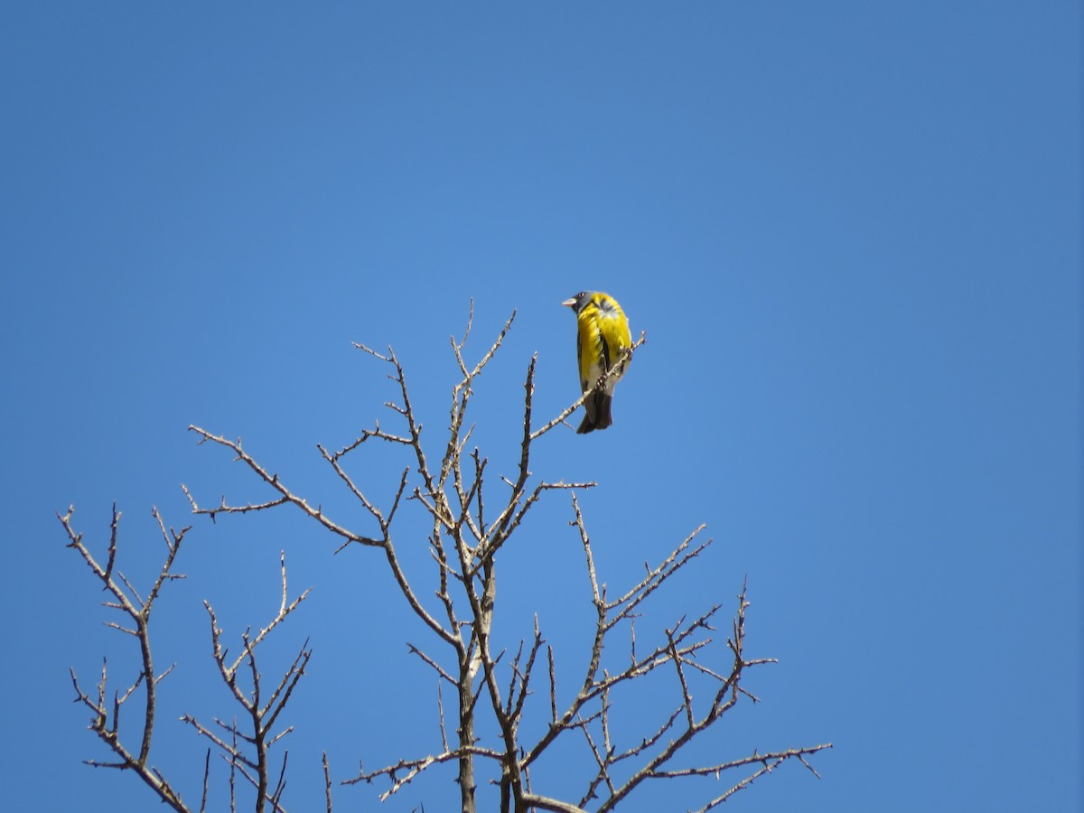 Gray-hooded Sierra Finch - ML647552304
