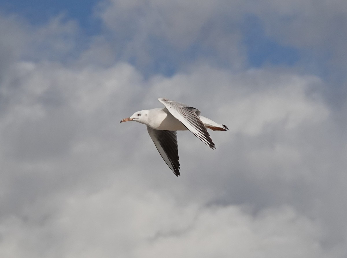 Slender-billed Gull - ML647552331