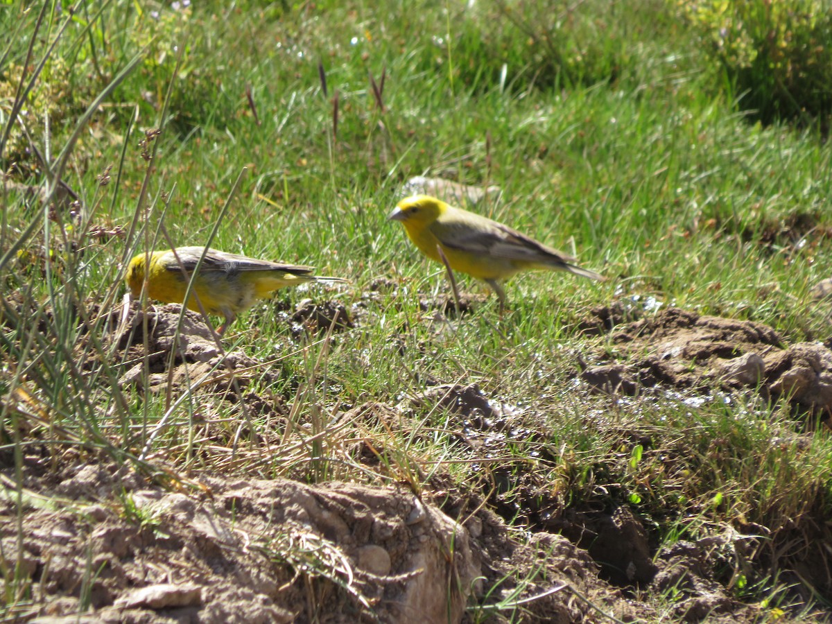 Büyük Kanarya İspinozu - ML647552366