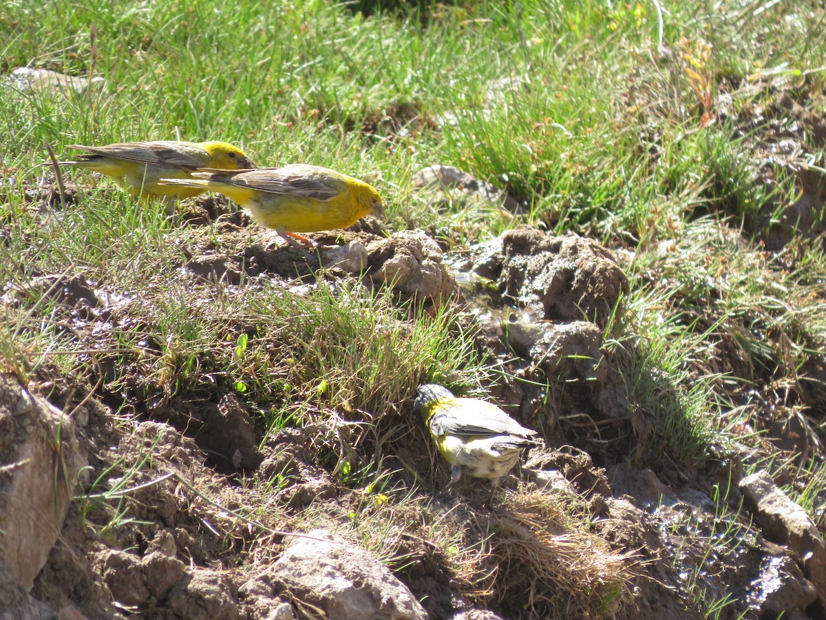 Büyük Kanarya İspinozu - ML647552368