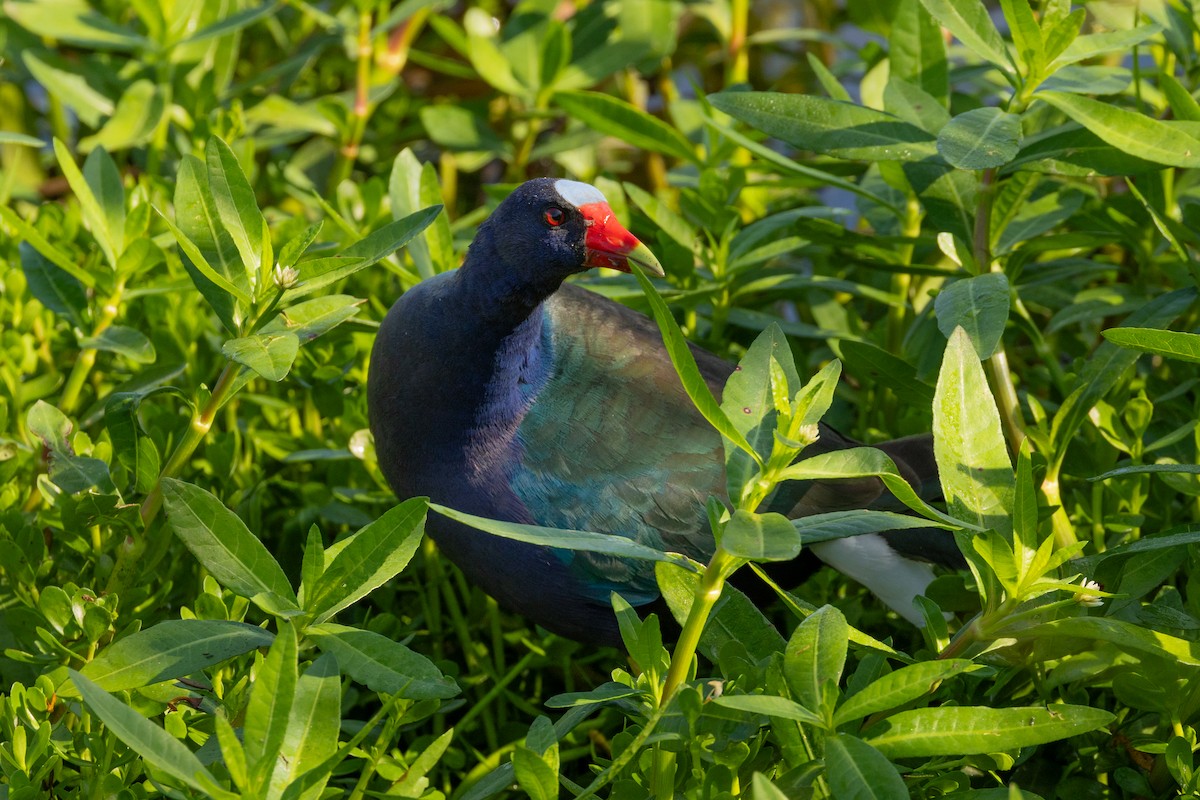 פורפיריה אמריקנית - ML647552370