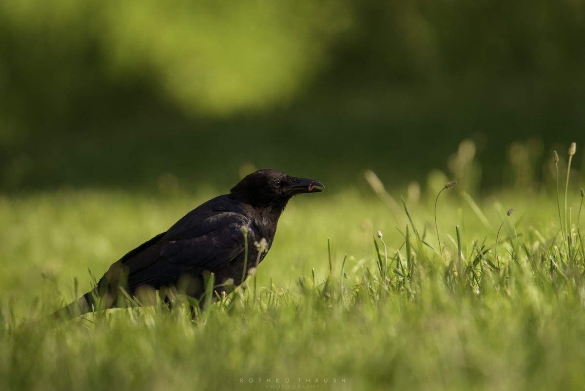 Little Raven - ML647552375